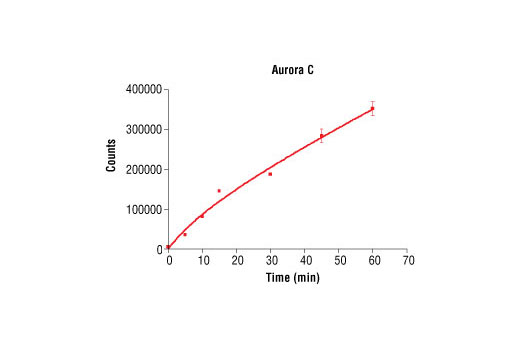 Figure 2. Time course of Aurora C kinase activity: DELFIA® data generated using Phospho-PLK (Ser137) Antibody #5070 to detect phosphorylation of Aurora C substrate peptide (#1300) by Aurora C kinase. In a 50 µl reaction, 100 ng Aurora C and 1.5 µM substrate peptide were used per reaction. (DELFIA® is a registered trademark of PerkinElmer, Inc.)