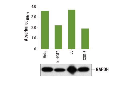  Figure 1. GAPDH protein is detected at varying levels from multiple cell lines using the PathScan® Total GAPDH Sandwich ELISA Kit #7157. The absorbance readings at 450 nm are shown in the top figure, while the corresponding western blots using GAPDH (D16H11) XP® Rabbit mAb #5174 are shown in the bottom figure.