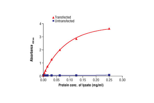  Figure 1. The relationship between the protein concentration of the lysate from untransfected and GFP transfected HEK 293 cells and the absorbance at 450 nm using the PathScan® Total GFP Sandwich ELISA Antibody Pair #7879 is shown.