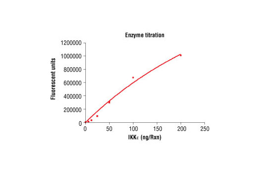 Figure 3. Dose dependence curve of IKKepsilon kinase activity: DELFIA® data generated using Phospho-(Ser/Thr) Phe Antibody #9631 to detect phosphorylation of substrate peptide (#1134) by IKKepsilon kinase. In a 50 µl reaction, increasing amounts of IKKepsilon and 1.5 µM substrate peptide were used per reaction at room temperature for 30 minutes. (DELFIA® is a registered trademark of PerkinElmer, Inc.)