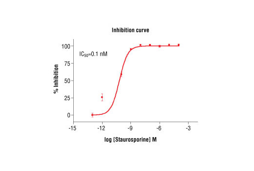 Figure 5. Staurosporine inhibition of IKKepsilon kinase activity: DELFIA® data generated using Phospho-(Ser/Thr) Phe Antibody #9631 to detect phosphorylation of IKKepsilon substrate peptide #1134 by IKKepsilon kinase. In a 50 µl reaction, 50 ng IKKepsilon, 1.5 µM substrate peptide, 20 µM ATP and increasing amounts of staurosporine were used per reaction at room temperature for 30 minutes. (DELFIA® is a registered trademark of PerkinElmer, Inc.)