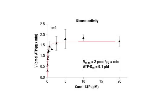 Figure 1. MAPKAPK-5 kinase activity was measured in a radiometric assay using the following reaction conditions: 60 mM HEPES-NaOH, pH 7.5, 3 mM MgCl2, 3 mM MnCl2, 3 µM Na-orthovanadate, 1.2 mM DTT, ATP, variable, 2.5 µg/50 µl PEG20.000, Substrate: Tetra (LRRWSLG), 3 µg/50 µl and recombinant MAPKAPK-5: 200 ng/50 µl.
