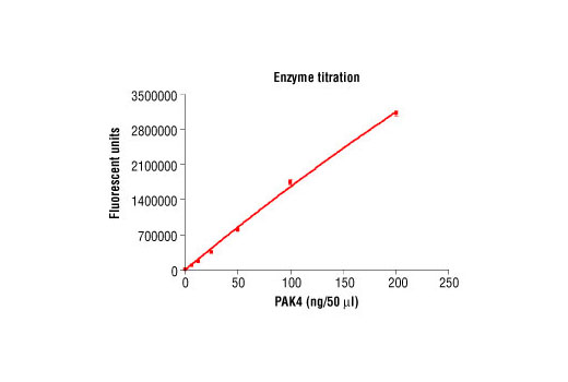 Figure 3. Dose dependence curve of PAK4 kinase activity: DELFIA ® data generated using Phospho-PLK (Ser137) Antibody #5070 to detect phosphorylation of substrate peptide (#1300) by PAK4 kinase. In a 50 μl reaction, increasing amounts of PAK4 and 1.5 μM substrate peptide were used per reaction at room temperature for 30 minutes. (DELFIA ® is a registered trademark of PerkinElmer, Inc.)