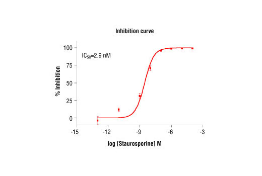 Figure 5. Staurosporine inhibition of PAK4 kinase activity: DELFIA ® data generated using Phospho-PLK (Ser137) Antibody #5070 to detect phosphorylation of PAK4 substrate peptide (#1300) by PAK4 kinase. In a 50 μl reaction, 100 ng PAK4, 1.5 μM substrate peptide, 20 μM ATP and increasing amounts of staurosporine were used per reaction at room temperature for 30 minutes. (DELFIA® is a registered trademark of PerkinElmer, Inc.)