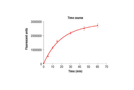 Figure 2. Time course of PAK4 kinase activity: DELFIA ® data generated using Phospho-PLK (Ser137) Antibody #5070 to detect phosphorylation of PAK4 substrate peptide (#1300) by PAK4 kinase. In a 50 μl reaction, 100 ng PAK4 and 1.5 μM substrate peptide were used per reaction. (DELFIA ® is a registered trademark of PerkinElmer, Inc.)