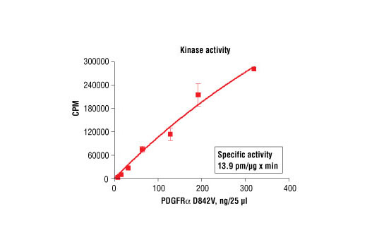 Figure 1. PDGFRalpha D842V kinase activity was measured in a radiometric assay using the following reaction conditions: 60 mM HEPES-NaOH, pH 7.5, 5 mM MgCl2, 5 mM MnCl2, 3 µM Na-orthovanadate, 1.2 mM DTT, 100 µM ATP, 100 µM FLT3 (Tyr589) Biotinylated Peptide (#1305) and variable amount of Recombinant PDGFRalpha D842V. Reaction mixture incubated at room temperature for 10 minutes.