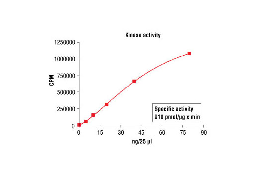 Figure 1. PKCepsilon kinase activity was measured in a radiometric assay using the following reaction conditions: 4 mM MOPS, pH 7.2, 2.5 mM β-glycerophosphate, 1 mM EGTA, 0.4 mM EDTA, 4 mM MgCl2, 0.05 mM DTT, 40 ng/μl BSA, 50 μg/ml phosphatidylserine, 5 μg/ml diacylglycerol, 0.1 mM sodium orthovanadate, 0.1 mM dithioreitol, 0.1 mM CaCl2, 50 μM ATP, Substrate: PKCepsilon substrate peptide 300 ng/μL and recombinant PKCepsilon: variable.