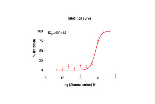 Figure 5. Staurosporine inhibition of PKCzeta kinase activity: DELFIA® data generated using Phospho-PKA Substrate (RRXS/T) (100G7) Rabbit mAb #9624 to detect phosphorylation of PKCzeta substrate peptide (#1331) by PKCzeta kinase. In a 50 µl reaction, 50 ng PKCzeta, 1.5 µM substrate peptide, 20 µM ATP and increasing amounts of staurosporine were used per reaction at room temperature for 30 minutes. (DELFIA® is a registered trademark of PerkinElmer, Inc.)