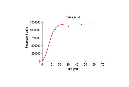 Figure 2. Time course of PKCzeta kinase activity: DELFIA® data generated using Phospho-PKA Substrate (RRXS/T) (100G7) Rabbit mAb #9624 to detect phosphorylation of PKCzeta substrate peptide (#1331) by PKCzeta kinase. In a 50 µl reaction, 50 ng PKCzeta and 1.5 uM substrate peptide were used per reaction. (DELFIA® is a registered trademark of PerkinElmer, Inc.)
