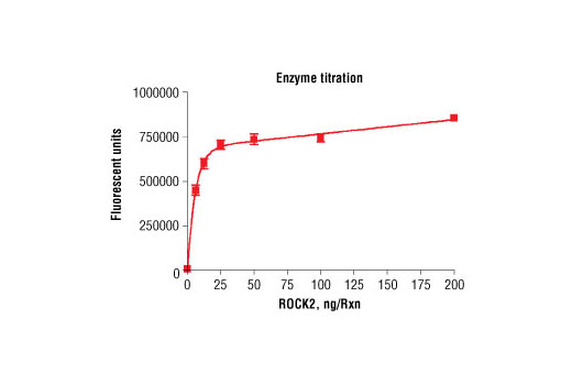 Figure 3. Dose dependence curve of ROCK2 kinase activity: DELFIA® data generated using Phospho-PLK (Ser137) Antibody #5070 to detect phosphorylation of substrate peptide (#1300) by ROCK2 kinase. In a 50 µl reaction, increasing amounts of ROCK2 and 1.5 µM substrate peptide were used per reaction at room temperature for 30 minutes. (DELFIA® is a registered trademark of PerkinElmer, Inc.)