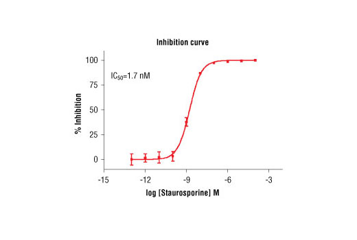Figure 5. Staurosporine inhibition of ROCK2 kinase activity: DELFIA® data generated using Phospho-PLK (Ser137) Antibody #5070 to detect phosphorylation of ROCK2 substrate peptide (#1300) by ROCK2 kinase. In a 50 µl reaction, 50 ng ROCK2, 1.5 µM substrate peptide, 50 µM ATP and increasing amounts of staurosporine were used per reaction at room temperature for 30 minutes. (DELFIA® is a registered trademark of PerkinElmer, Inc.)