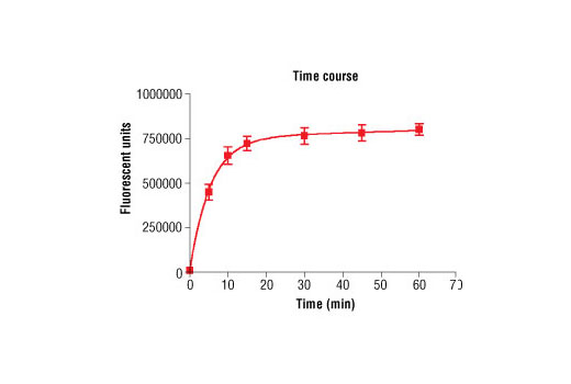 Figure 2. Time course of ROCK2 kinase activity: DELFIA® data generated using Phospho-PLK (Ser137) Antibodty #5070 to detect phosphorylation of ROCK2 substrate peptide (#1300) by ROCK2 kinase. In a 50 µl reaction, 50 ng ROCK2 and 1.5 µM substrate peptide were used per reaction. (DELFIA® is a registered trademark of PerkinElmer, Inc.)