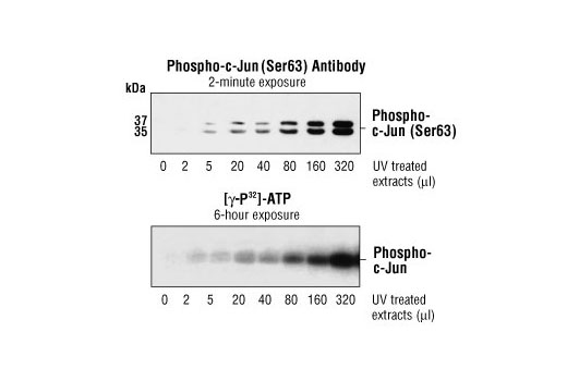 SAPK-induced phosphorylation of c-Jun was measured by quantitative immunoblotting with Phospho-c-Jun (Ser63) Antibody (A) and compared to direct measurement of phosphate incorporation using [gama-32P]-ATP (B). (Note exposure time difference)