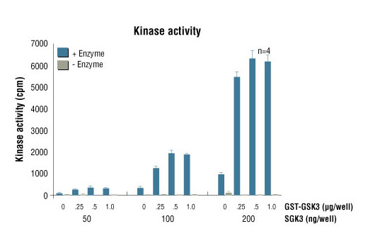 Figure 1. SGK3 kinase activity was measured in a radioisotopic filter binding assay using the following reaction conditions: 60 mM HEPES-NaOH, pH 7.5, 3 mM MgCl2, 3 mM MnCl2, 3 µM Na-orthovanadate, 1.2 mM DTT, 1 µM ATP, 2.5 µg/50 µl PEG20,000, Substrate: GST-GSK3 (14-27), variable and recombinant SGK3, variable.