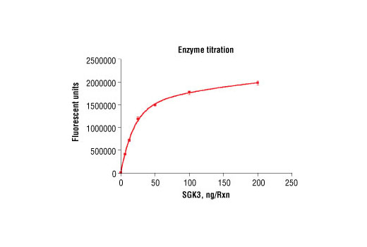 Figure 3. Dose dependence curve of SGK3 kinase activity: DELFIA® data generated using Phospho-PLK (Ser137) Antibody #5070 to detect phosphorylation of substrate peptide (#1300) by SGK3 kinase. In a 50 µl reaction, increasing amounts of SGK3 and 1.5 µM substrate peptide were used per reaction at room temperature for 30 minutes. (DELFIA® is a registered trademark of PerkinElmer, Inc.)