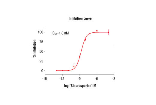 Figure 5. Staurosporine inhibition of SGK3 kinase activity: DELFIA® data generated using Phospho-PLK (Ser137) Antibody #5070 to detect phosphorylation of SGK3 substrate peptide (#1300) by SGK3 kinase. In a 50 µl reaction, 50 ng SGK3, 1.5 µM substrate peptide, 20 µM ATP and increasing amounts of staurosporine were used per reaction at room temperature for 30 minutes. (DELFIA® is a registered trademark of PerkinElmer, Inc.)