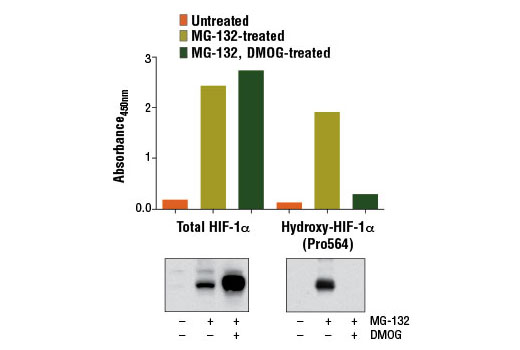  Figure 1: Treatment of HeLa cells with the hydroxylase inhibitor dimethyloxaloylglycine (DMOG) results in decreased hydroxylation of HIF-1α, as detected by the PathScan® Hydroxy-HIF-1α (Pro564) Sandwich ELISA Kit #13201, but does not affect the level of total HIF-1α detected by PathScan® Total HIF-1α Sandwich ELISA Kit #13127. Absorbance at 450 nm is shown in the top figures while corresponding western blots using a total HIF-1α antibody (left) and Hydroxy-HIF-1α (Pro564) (D43B5) XP® Rabbit mAb #3434 (right) are shown in the bottom figures. Treatment of HeLa cells with the proteasome inhibitor MG-132 #2194 stabilizes HIF-1α protein.