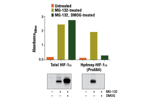 Figure 1: Treatment of HeLa cells with the hydroxylase inhibitor dimethyloxaloylglycine (DMOG) results in decreased hydroxylation of HIF-1α, as detected by the PathScan® Hydroxy-HIF-1α (Pro564) Sandwich ELISA Kit #13201, but does not affect the level of total HIF-1α detected by PathScan® Total HIF-1α Sandwich ELISA Kit #13127. Absorbance at 450 nm is shown in the top figures while corresponding western blots using a total HIF-1α antibody (left) and Hydroxy-HIF-1α (Pro564) (D43B5) XP® Rabbit mAb #3434 (right) are shown in the bottom figures. Treatment of HeLa cells with the proteasome inhibitor MG-132 #2194 stabilizes HIF-1α protein.