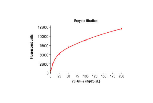 Figure 3. Dose dependence curve of VEGFR-2 kinase activity: DELFIA® data generated using Phospho-Tyrosine Mouse mAb (P-Tyr-100) #9411 to detect phosphorylation of substrate peptide #1310 by VEGFR-2 kinase. In a 50 µl reaction, increasing amounts of VEGFR-2 and 1.5 µM substrate peptide were used per reaction at room temperature for 30 minutes. (DELFIA® is a registered trademark of PerkinElmer, Inc.)