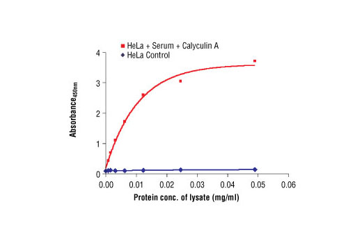 The relationship between lysate protein concentration from untreated and serum- and Calyculin A-treated NIH/3T3 cells and the absorbance at 450 nm using PathScan® Phospho-Histone H3 (Ser10) Sandwich ELISA Antibody Pair #7207 is shown. NIH/3T3 cells were starved overnight and then given serum for 15 minutes. Calyculin A was added, the cells were incubated at 37ºC for 15 minutes and then lysed.