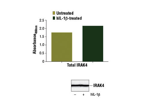  Figure 1: IRAK4 protein from KARPAS-299 cells, serum-starved overnight and either left untreated (-) or treated with Human Interleukin-1β (hIL-1β) #8900 (50 ng/ml, 15 min; +), was detected using the PathScan® Total IRAK4 Sandwich ELISA Kit #13336. The absorbance readings at 450 nm are shown in the top figure while the corresponding western blot using IRAK4 Antibody #4363 is shown in the bottom figure.