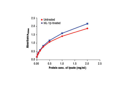  Figure 2: The relationship between protein concentration of lysates from untreated and Human Interleukin-1β (hIL-1β) #8900 treated serum-starved KARPAS-299 cells and the absorbance at 450 nm as detected by the PathScan® Total IRAK4 Sandwich ELISA Kit #13336 is shown.