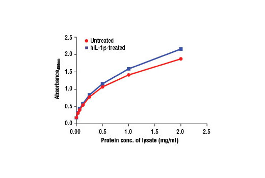 Figure 2: The relationship between protein concentration of lysates from untreated and Human Interleukin-1β (hIL-1β) #8900 treated serum-starved KARPAS-299 cells and the absorbance at 450 nm as detected by the PathScan® Total IRAK4 Sandwich ELISA Kit #13336 is shown.