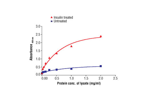  The relationship between the protein concentration of the lysate from untreated and insulin-treated CHO (IR/4PS) cells and the absorbance at 450 nm using PathScan® Phospho-IRS-2 (panTyr) Sandwich ELISA Antibody Pair #7861 is shown. After overnight starvation, CHO (IR/4PS) cells were treated with insulin (100 nM) for 10 minutes at 37ºC and then lysed.