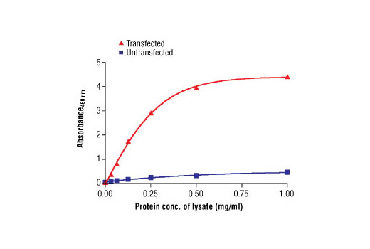 Figure 1. The relationship between the protein concentration of the lysate from untransfected CHO cells or CHO cells stably transfected with the insulin receptor + IRS-2 and the absorbance at 450 nm using the PathScan® Total IRS-2 Sandwich ELISA Antibody Pair is shown.