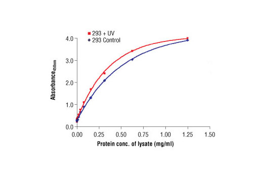  The relationship between lysate protein concentration from untreated and UV treated 293 cells and the absorbance at 450 nm using PathScan® Total c-Jun Sandwich ELISA Antibody Pair #7314 is shown. 293 cells were UV-treated, allowed to recover for 30 minutes at 37ºC and then lysed.