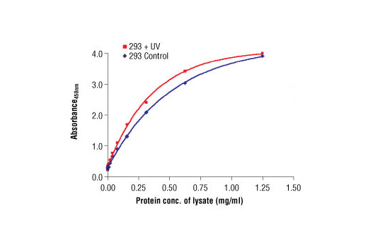 The relationship between lysate protein concentration from untreated and UV treated 293 cells and the absorbance at 450 nm using PathScan® Total c-Jun Sandwich ELISA Antibody Pair #7314 is shown. 293 cells were UV-treated, allowed to recover for 30 minutes at 37ºC and then lysed.