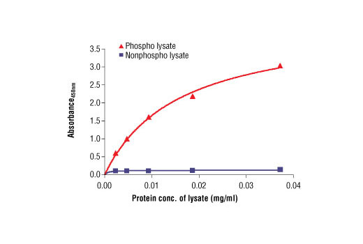  The relationship between protein concentration of phospho and nonphospho lysates and the absorbance at 450 nm is shown. Unstarved HCC827 cells were cultured (85% confluence) and lysed with or without addition of phosphatase inhibitor to the lysis buffer (phospho or nonphospho lysate).