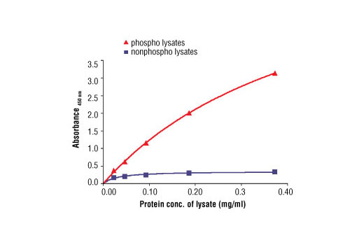 The relationship between protein concentration of lysates of untreated or phosphatase-treated HCC827 cells and the absorbance at 450 nm using PathScan® Phospho-Met (Tyr1234/1235) Sandwich ELISA Antibody Pair #7229 is shown. HCC827 cells were cultured (85% confluence) and lysed with or without addition of phosphatase inhibitor to the lysis buffer.