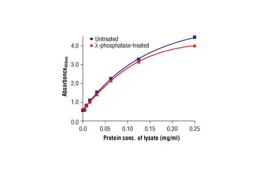 The relationship between the protein concentration of lysates from untreated and λ-phosphatase-treated Calu-3 cells and the absorbance at 450 nm using the PathScan® Total Src Sandwich ELISA Antibody Pair is shown.