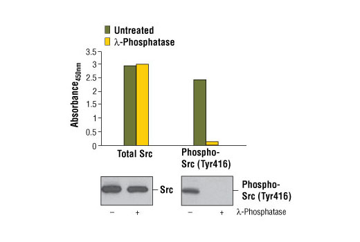  Figure 1. Constitutive phosphorylation of Src at Tyr416 in Calu-3 cells as detected by the PathScan® Phospho-Src (Tyr416) Sandwich ELISA Kit #7953. Treatment of lysate with λ-phosphatase significantly reduces Src phosphorylation but does not alter the levels of total Src protein as detected by the PathScan® Total Src Sandwich ELISA kit #7984. Absorbance at 450 nm is shown in the top figure while the corresponding western blots using Src (L4A1) Mouse mAb #2110 (left) or Phospho-Src Family (Tyr416) (100F9) Rabbit mAb #2113 (right) are shown in the bottom figure.