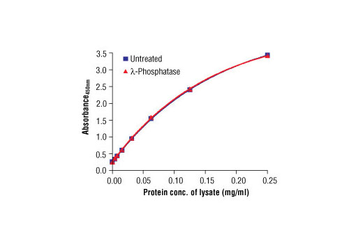 Figure 2. The relationship between lysate protein concentration from untreated and λ-phosphatase treated lysate from Calu-3 cells and the absorbance at 450 nm is shown.