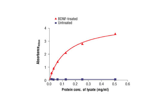 Figure 2. The relationship between protein concentration of lysates from untreated and BDNF-treated 3T3/TrkB cells and