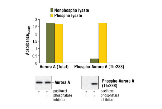  Figure 1. Induced phosphorylation of Aurora A in paclitaxel-treated HeLa cells lysed in the presence of phosphatase inhibitors (phospho lysate) is detected by PathScan® Phospho-Aurora A (Thr288) Sandwich ELISA Kit #7114 (upper, right). In contrast, a low level of phospho-Aurora A protein is detected in paclitaxel-treated HeLa cells lysed without addition of phosphatase inhibitors to the lysis buffer (nonphospho lysate). Similar levels of Aurora A protein from either nonphospho or phospho lysates are detected by PathScan® Total Aurora A Sandwich ELISA Kit #7116 (upper, left). The absorbance readings at 450 nm are shown in the top figure, while the corresponding Western blots using Aurora A Antibody #3092 (left panel) or Phospho-Aurora A (Thr288) Rabbit mAb #3079 (right panel) are shown in the bottom figure.