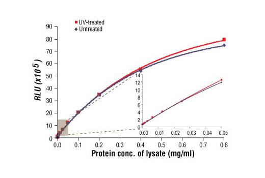  Relationship between protein concentration of lysates from untreated and UV-treated 293 cells and immediate light generation with chemiluminescent substrate is shown. Cells (70-90% confluent) were treated with or without UV and lysed after incubation at 37ºC for 30 minutes. Graph inset corresponding to the shaded area shows high sensitivity and a linear response at the low protein concentration range.