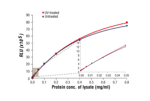 Relationship between protein concentration of lysates from untreated and UV-treated 293 cells and immediate light generation with chemiluminescent substrate is shown. Cells (70-90% confluent) were treated with or without UV and lysed after incubation at 37ºC for 30 minutes. Graph inset corresponding to the shaded area shows high sensitivity and a linear response at the low protein concentration range.