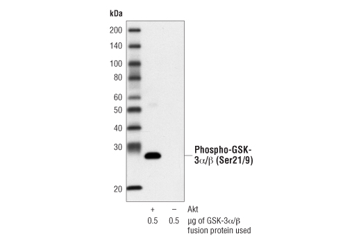 AKT Kinase activity of PDGF-treated NIH/3T3 cell extracts was analyzed by IP/Kinase assay. Cell extracts (200 μl) were incubated overnight with Immobilized Phospho-Akt (Ser473) (D9E) Rabbit mAb #4070. After extensive washing the kinase reaction was performed in the presence of 200 μM of cold ATP and 1 μg of GSK-substrate. Phosphorylation of GSK-3 was measured by Western blot using Phospho-GSK-3 a/β (Ser21/9) Antibody #9327.