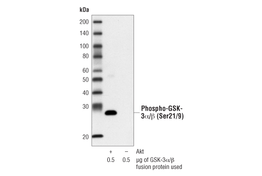  AKT Kinase activity of PDGF-treated NIH/3T3 cell extracts was analyzed by IP/Kinase assay. Cell extracts (200 μl) were incubated overnight with Immobilized Phospho-Akt (Ser473) (D9E) Rabbit mAb #4070. After extensive washing the kinase reaction was performed in the presence of 200 μM of cold ATP and 1 μg of GSK-substrate. Phosphorylation of GSK-3 was measured by Western blot using Phospho-GSK-3 a/β (Ser21/9) Antibody #9327.