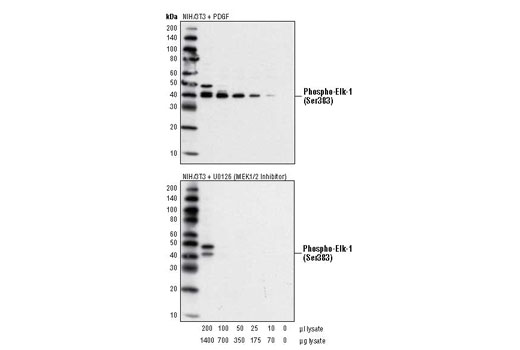 p44/42 MAP Kinase-induced phosphorylation of Elk-1 was measured by immunoblotting with Phospho-Elk-1 (Ser 383)9186, mouse mAb. Lysate titrations were run by immunoprecipitating various amounts of Phospho-p44/42 from 3T3, PDGF lysates and 3T3, U0126 lysates. Phosphorylation of Elk-1 (Ser383) is clearly seen in the positive control lysate compared with the same amounts of the negative control.