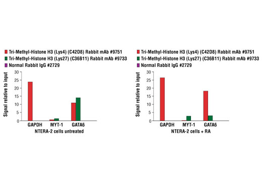  NTERA-2 cells were either untreated (left panel) or treated for 15 days with retinoic acid (RA) to induce differentiation along the neuronal lineage (right panel). Chromatin immunoprecipitations were then performed with cross-linked chromatin from 4 x 106 cells and Tri-Methyl-Histone H3 (Lys4) (C42D8) Rabbit mAb, Tri-Methyl-Histone H3 (Lys27) (C36B11) Rabbit mAb, or 2 μl of Normal Rabbit IgG, using SimpleChIP® Enzymatic Chromatin IP Kit (Magnetic Beads) #9003. The enriched DNA was quantified by real-time PCR using SimpleChIP® Human GAPDH Exon 1 Primers #5516, SimpleChIP® Human MYT-1 Exon 1 Primers #4493, and SimpleChIP® Human GATA6 Promoter Primers #5550. The amount of immunoprecipitated DNA in each sample is normalized for enrichment of total histone H3 and represented as signal relative to the total amount of input chromatin, which is equivalent to one. Note the loss of tri-methyl histone H3 Lys27 on the GATA6 promoter as it is activated during NTERA-2 cell differentiatiation.