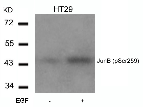 ARG51531 anti-JunB phospho (Ser259) antibody WB image Western Blot: extracts from HT29 cells untreated or treated with EGF stained with anti-JunB (phospho Ser259) antibody ARG51531.