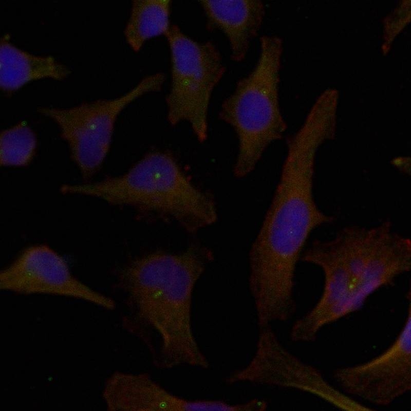 ARG51242 anti-p62 Dok antibody ICC/IF image Immunofluorescence: methanol-fixed HeLa cells stained with anti-p62Dok antibody ARG51242.