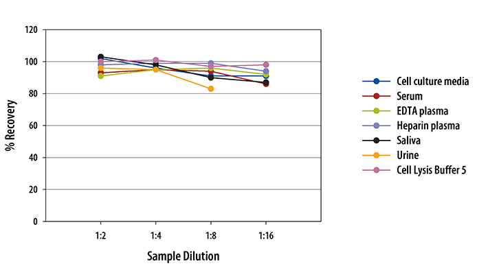  cAMP Parameter Assay Kit 