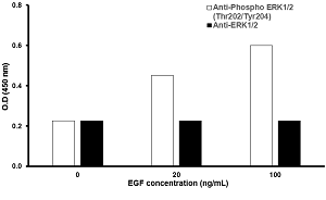 A431 cells were stimulated by different concentrations of EGF for 10 min at 37°C. 