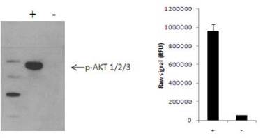 Using the AKT 1/2/3 assay kits, a significant increase in AKT 1/2/3 phosphorylation at Ser473 is detected in MCF7 cells treated with insulin for 15 minutes (+), compared with untreated cells (-).