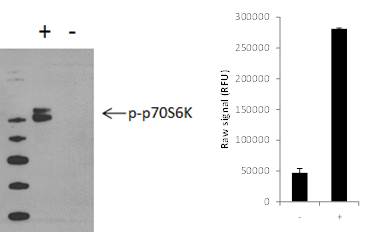 Using the p70S6K assay kits, a significant reduction of p70S6K phosphorylation at Thr389 is detected in MCF7 cells treated with wortmannin (-) for 3 hours, compared with untreated cells (+).